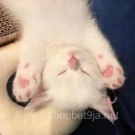 Avatar Eugenio Perea