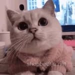 Avatar de Miguel González